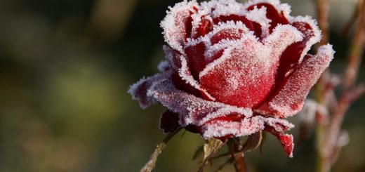 Подготовка роз к зиме: подрезка