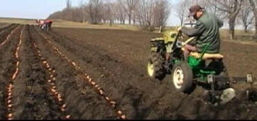 Технология посадки картошки