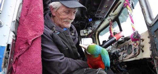 Старик - дальнобойщик с попугаем