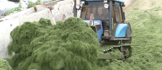 Трамбовка сенажа ХТЗ 17221