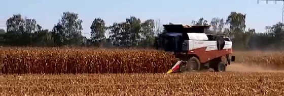 Уборка кукурузы на поле и консервация