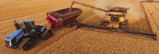 Уборка пшеницы в Канаде