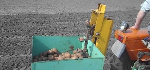 Посадка картофеля картофелесажалкой