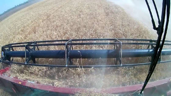 Торум 750: жатва 2020