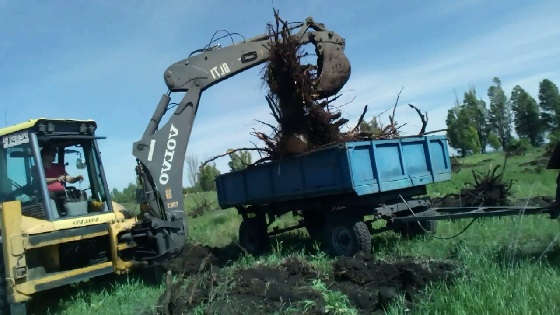 Корчёвка экскаватором VOLVO BL 71