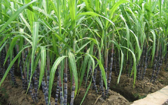 Система для посадки сахарного тростника Meiosi