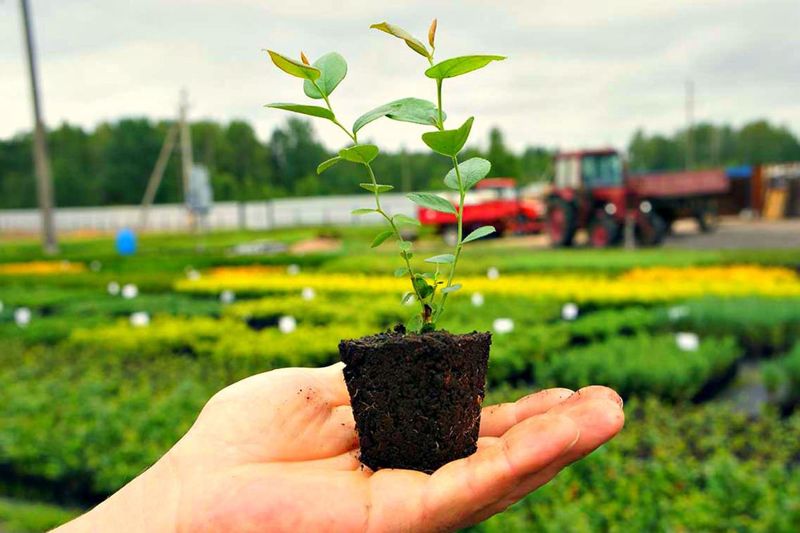 Посадочные материалы