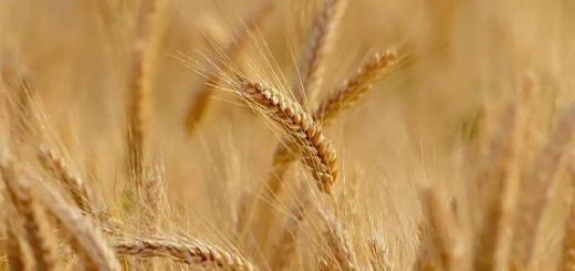 Работа по озимой пшенице