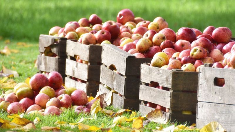 Садовый встряхиватель соберёт урожай во мгновение ока