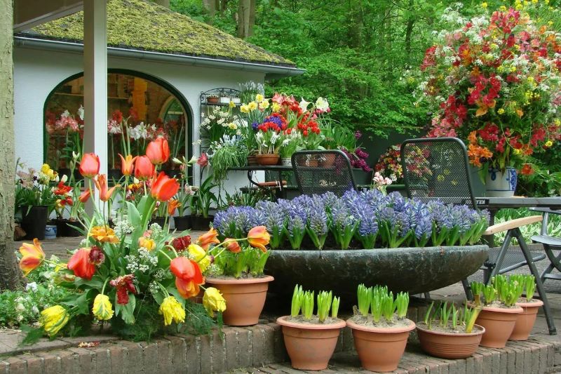 Цветы для дома и сада